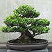 BucketList + Cut And Shape A Bonsai ... = ✓