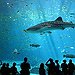BucketList + Georgia Aquarium = ✓