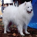BucketList + Get A Dog = ✓