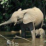 BucketList + Afrikai Elefántokkal A Vadonban = ✓