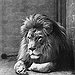 BucketList + See The Big 5 Animals = ✓