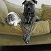 BucketList + Adopt A Pet = ✓