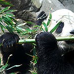 BucketList + Hug A Panda Bear = ✓