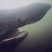 BucketList + Swim With Basking Sharks = ✓