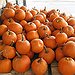 BucketList + Go Pumpkin Picking = ✓