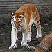 BucketList + Hug A Lion Or Tiger = ✓