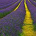 BucketList + Lavender Fields = ✓