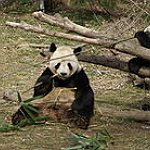 BucketList + Meet Or Have A Panda = ✓
