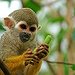 BucketList + Hold A Monkey = ✓