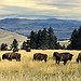 BucketList + Go Bison Hunting = ✓