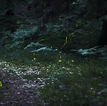 BucketList + See Fire Flies = ✓