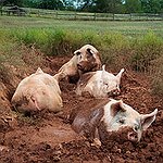 BucketList + Own A Pig = ✓