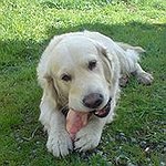 BucketList + Get A Dog = ✓