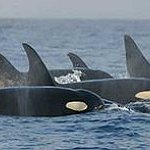 BucketList + Kayak With Orcas = ✓