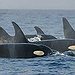 BucketList + Kayak With Orcas = ✓