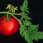 BucketList + Eat Something I Have Grown ... = ✓