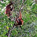 BucketList + See Orangutans In Borneo = ✓
