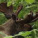 BucketList + Go Moose Hunting In Alaska ... = ✓