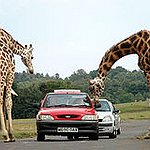 BucketList + Go To African Safari = ✓