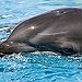 BucketList + Swim With The Dolphins = ✓