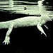 BucketList + Hunt Alligator = ✓