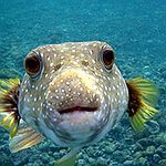 BucketList + Eat Blowfish = ✓