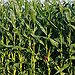 BucketList + Run Through A Corn Field = ✓