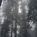 BucketList + Visit Redwood National Park In ... = ✓