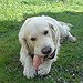 BucketList + Get A Dog = ✓