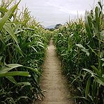 BucketList + Go To A Corn Maze = ✓