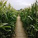 BucketList + Go To A Corn Maze = ✓