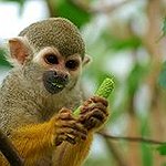 BucketList + Hold A Monkey = ✓