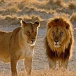 BucketList + Play With A Lion = ✓