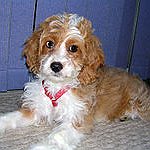 BucketList + Get A Dog = ✓