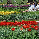 BucketList + Go To The Michigan Tulip ... = ✓