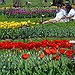 BucketList + Go To The Michigan Tulip ... = ✓
