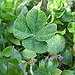 BucketList + Find A 4 Leaf Clover = ✓