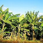 BucketList + See A Banana Plantation = ✓