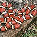 BucketList + Hold A Snake = ✓