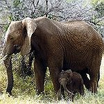 BucketList + Ride An Elephant. = ✓