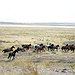 BucketList + To See The Wild Mustangs ... = ✓