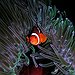 BucketList + Find Nemo = ✓