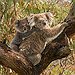 BucketList + Hug A Koala Bear = ✓