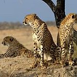 BucketList + Go On A Safari = ✓