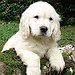 BucketList + Get A Puppy :) = ✓