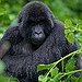 BucketList + To Visit Rawanda One&Only Gorilla's ... = ✓