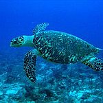 BucketList + Swim With Sea Turtles = ✓