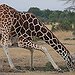 BucketList + Pet A Giraffe = ✓