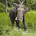 BucketList + Swim With Elephants; Play With ... = ✓
