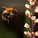 BucketList + Play Flight Of The Bumblebees ... = ✓
